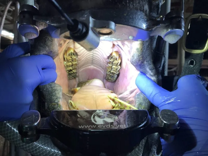 Instructional Videos