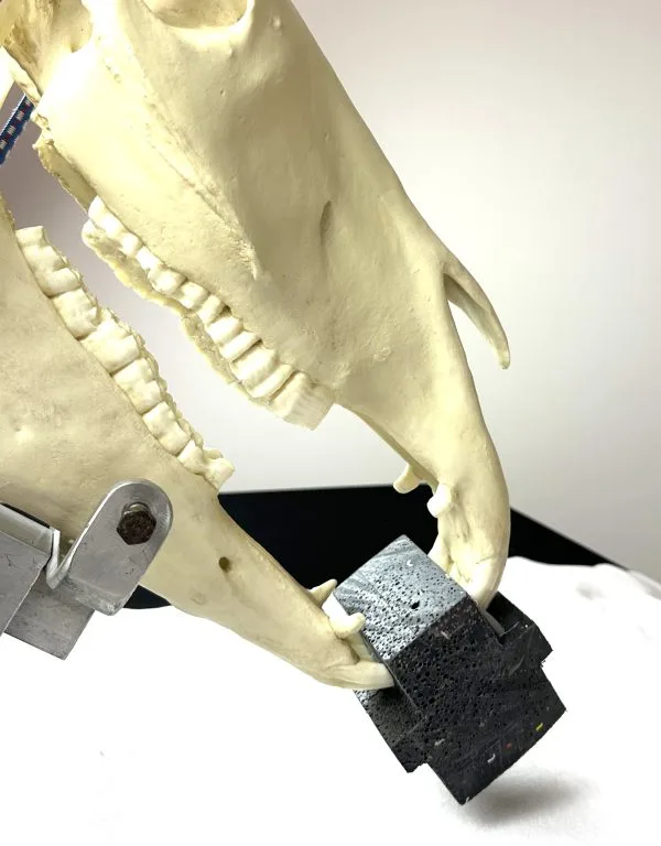 Dental X-ray Block