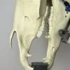 Dental X-ray Block
