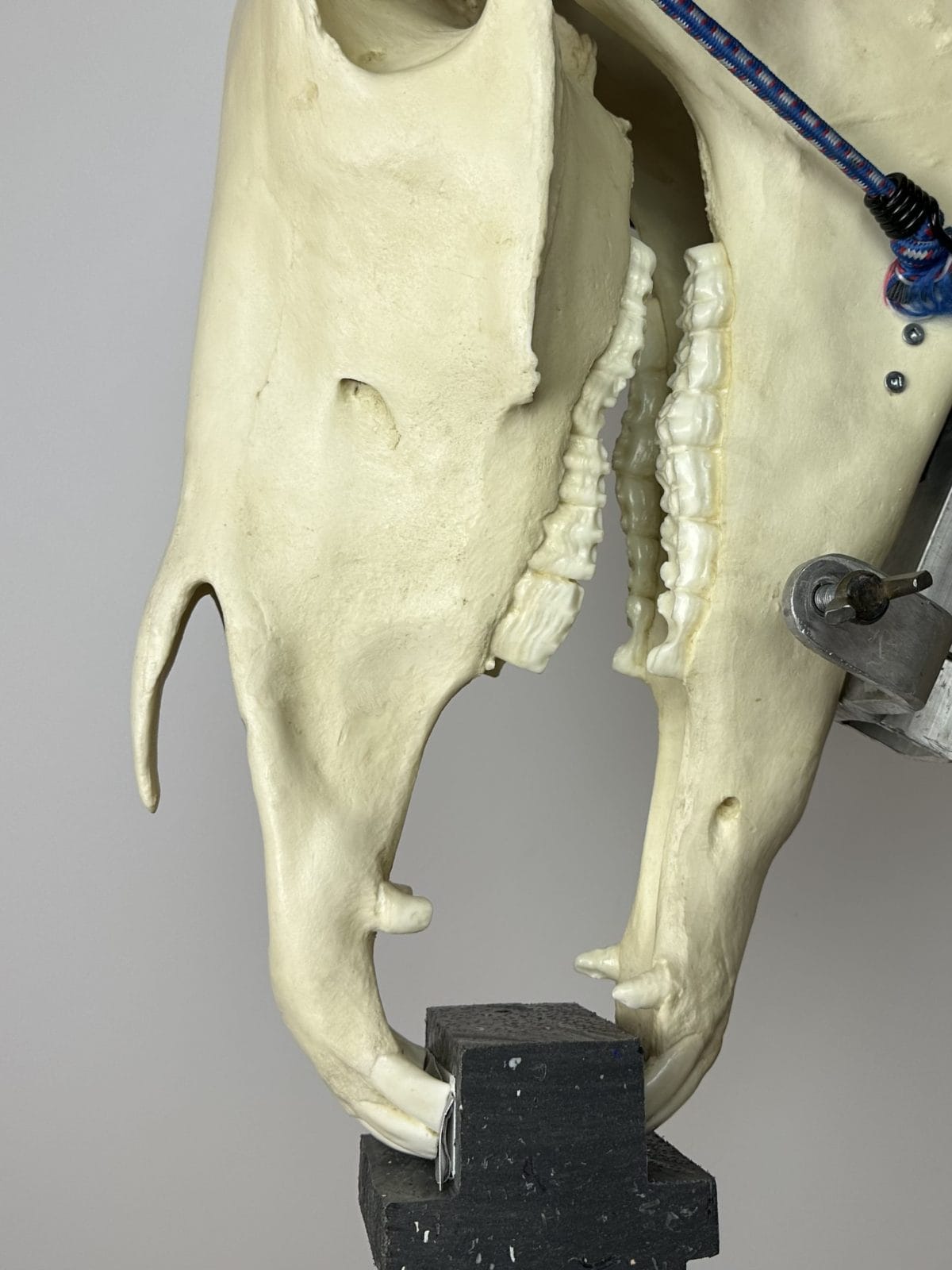 Dental X-ray Block - Power Float